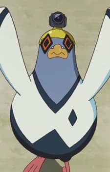Pigeon
