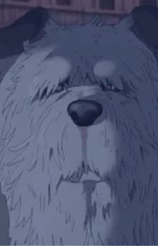 Old Dog