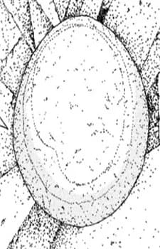 Pebble