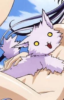 Yamaneko, Kanden