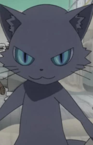 Leader Cat