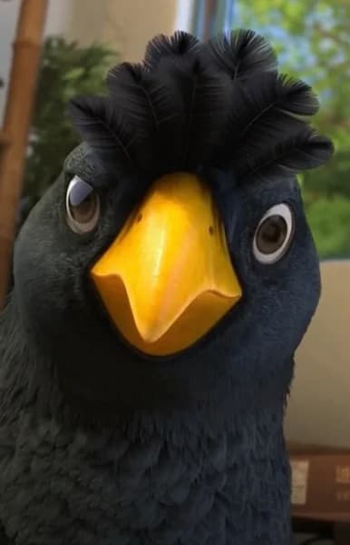 Birdee